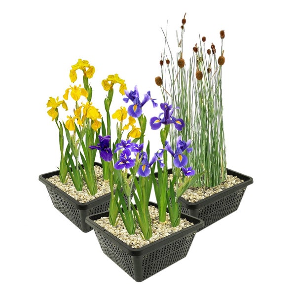 Teichpflanzen-Set mit drei Pflanzkörben, gelbe Iris, blaue Iris und Schilfgras in Kies.