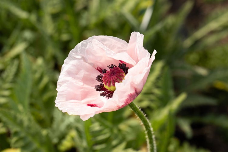 Papaver orientale 'Royal Wedding', Türkischer Mohn, weiß, ca. 11x11 cm Topf