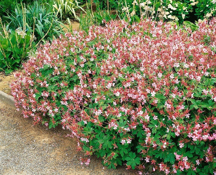 Blühender Storchschnabel mit kleinen rosa Blüten und grünen Blättern im Gartenbeet.