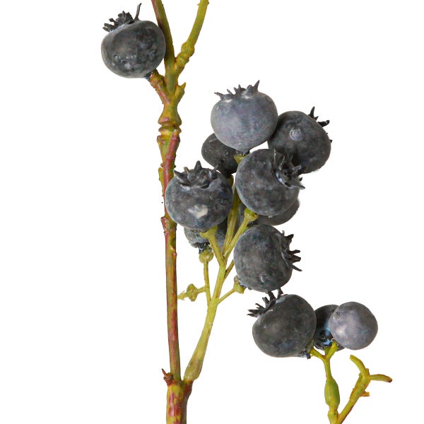 Blaubeerenzweig zur Dekoration