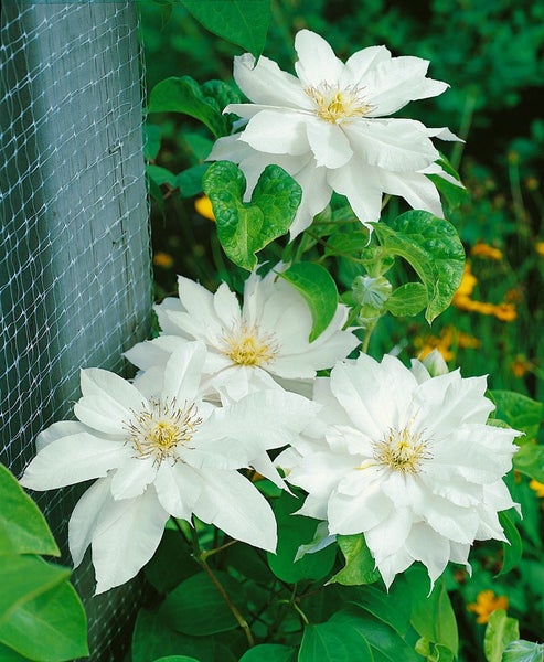 Clematis texensis 'Duchess of Edinburgh', weiß, 60–100 cm