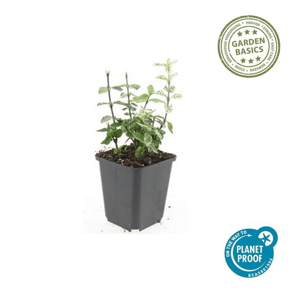 Bodendecker - Kriechspindel - Euonymus fortunei 'Harlequin' - 9cm Topf - Set mit 12 Pflanzen