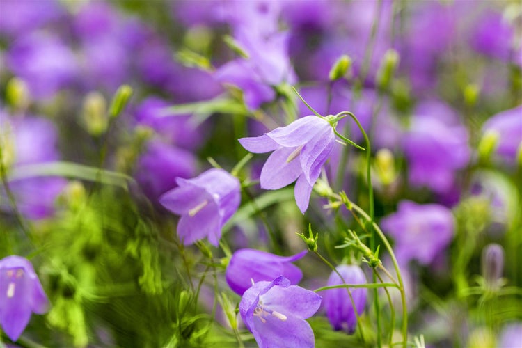Nahaufnahme von lila Glockenblumen im Garten