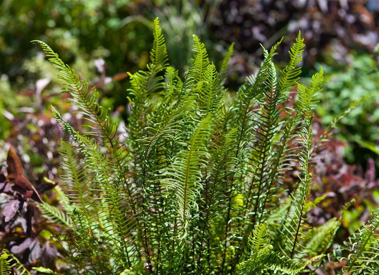 Blechnum spicant, Rippenfarn, ca. 9x9 cm Topf