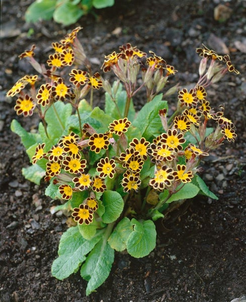 Primula elatior 'Gold Lace', Schlüsselblume, gelb-schwarz, ca. 9x9 cm Topf