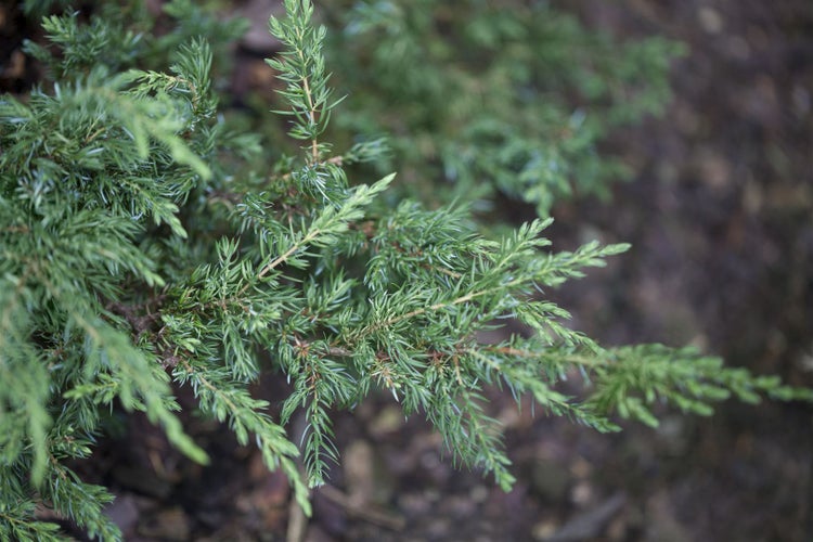Juniperus communis 'Repanda', Kriech-Wacholder, 20–30 cm