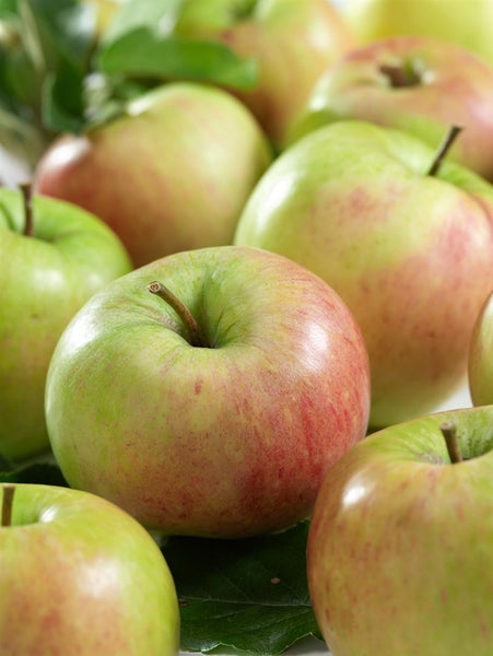 Malus 'James Grieve', Apfelbaum, 150–200 cm, saftig-süß