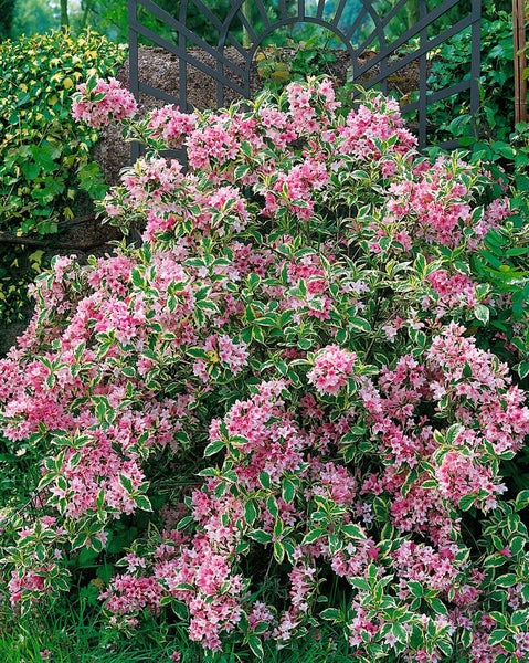 Weigela florida 'Nana Variegata', Weigelie, buntlaubig, 60–80 cm