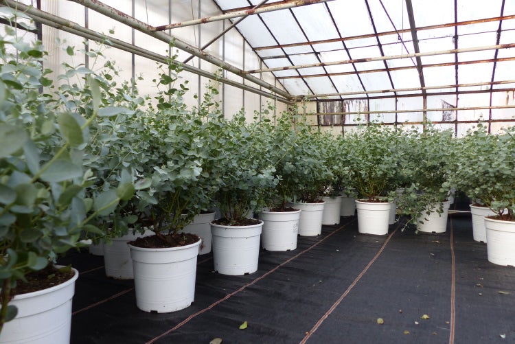 2 Stück Eucalyptus Gunni Gunnii Busch Kugel Eukalyptusbaum, Höhe 35 - 40 cm Pflanze winterhart