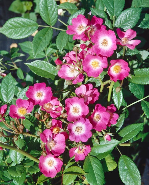 Rosa 'Mozart', Strauchrose, rosa, 5-7,5 Liter Container
