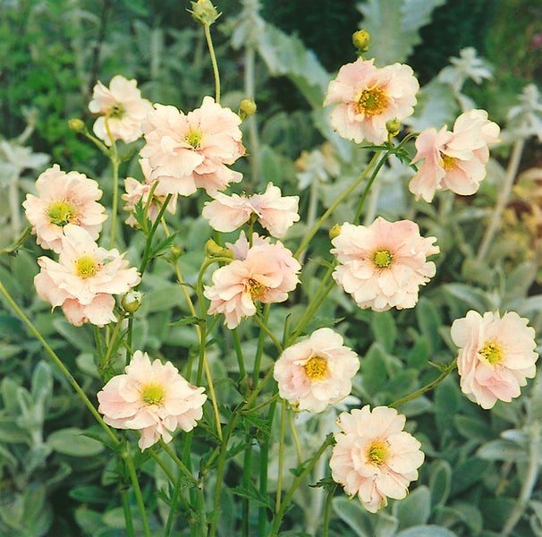 Geum rivale, Bach-Nelkenwurz, orange-rot, ca. 9x9 cm Topf