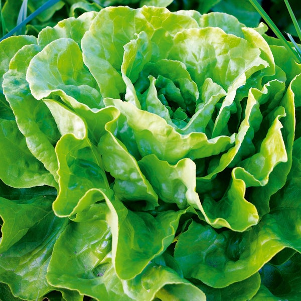 Frischer Kopfsalat Lactuca sativa mit gewellten Blättern im Garten.