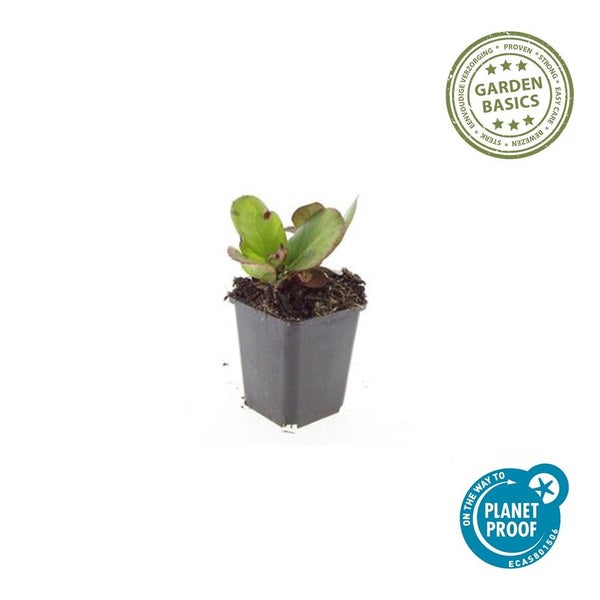 Bodendecker - Staude - Bergenie - Bergenia cordifolia 'Herbstblüte' - 9cm Topf - Set mit 12 Pflanzen