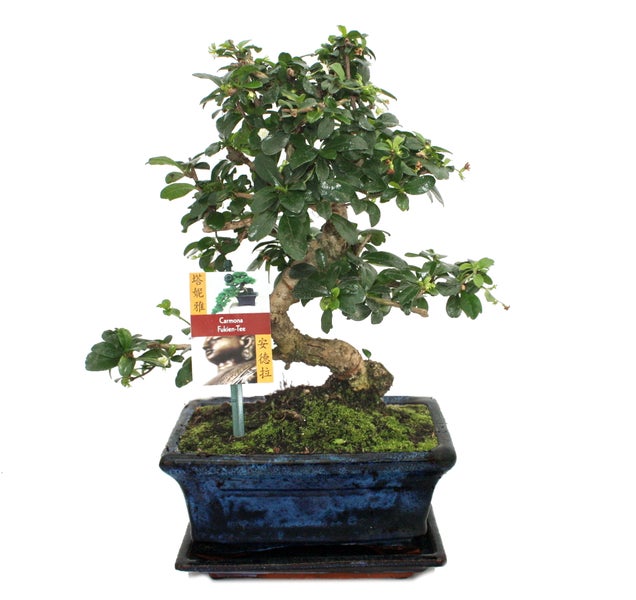 Bonsai Fukientee - Carmona microphylla - ca. 8 Jahre