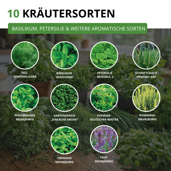 10 Kräutersorten in der Übersicht: Dill, Basilikum, Petersilie, Schnittlauch, Pfefferminze, Gartenkresse, Thymian, Rosmarin, Oregano und Ysop.