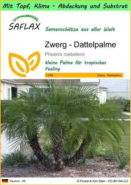 SAFLAX Garden to go - Zwerg - Dattelpalme - Phoenix roebelenii - 25 Samen - Mit Topf, Klima - Deckel und Anzuchtsubstrat