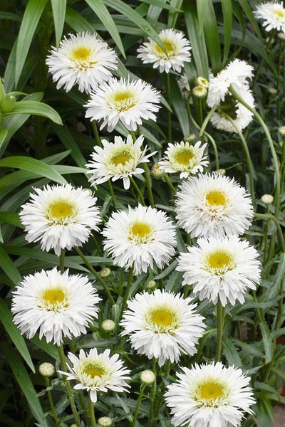 Leucanthemum x superbum 'Snehurka', Margerite, weiß, ca. 9x9 cm Topf