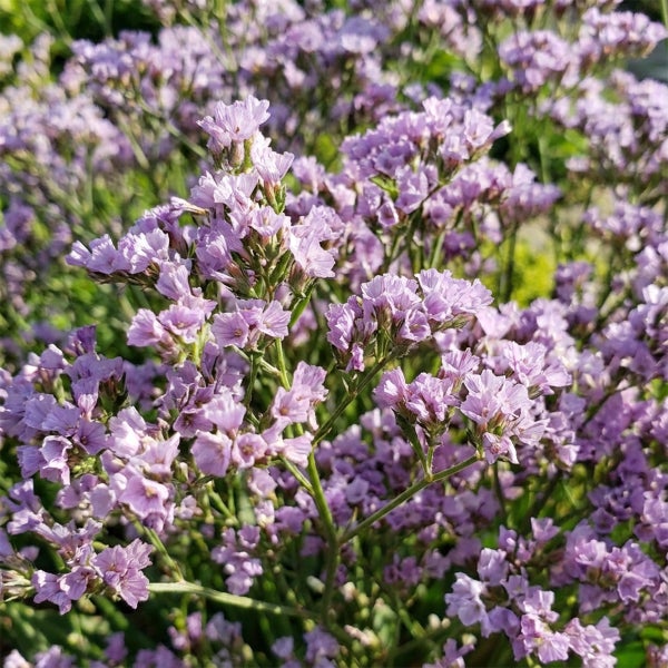Blühende Statice Limonium mit hellvioletten Blüten.