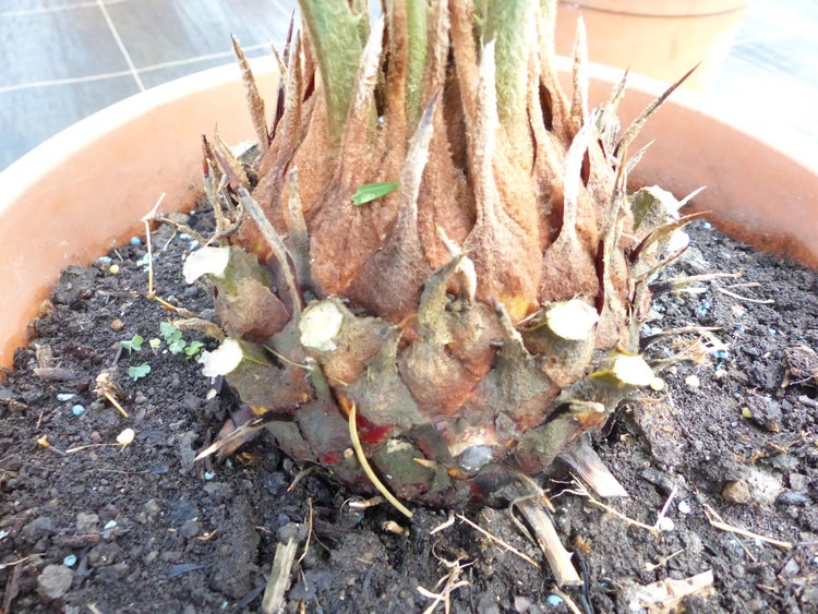 Nahaufnahme der Stammbasis einer Cycas revoluta in einem Pflanztopf mit Erde.