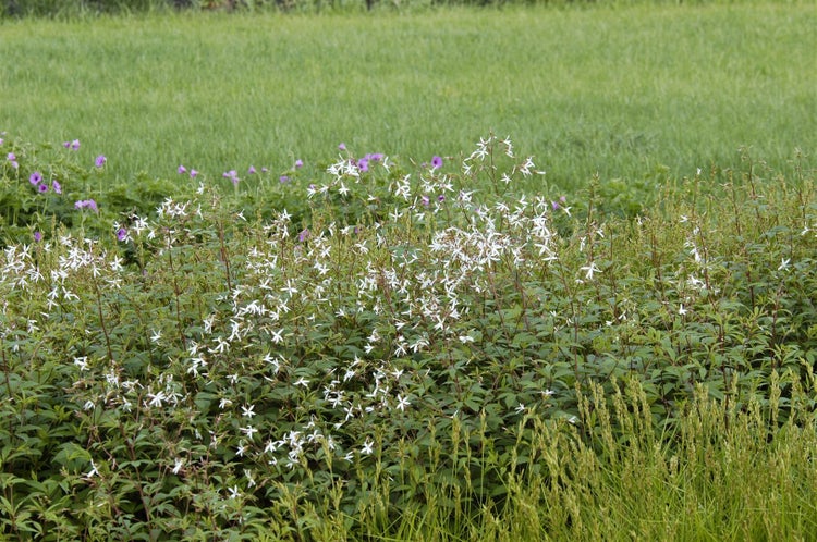 Gillenia trifoliata, Dreiblattspiere, ca. 9x9 cm Topf