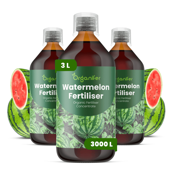 Organifer Wassermelonen-Dünger Konzentrat, Set aus drei Flaschen, insgesamt 3 Liter, organischer Flüssigdünger mit Messkappe.