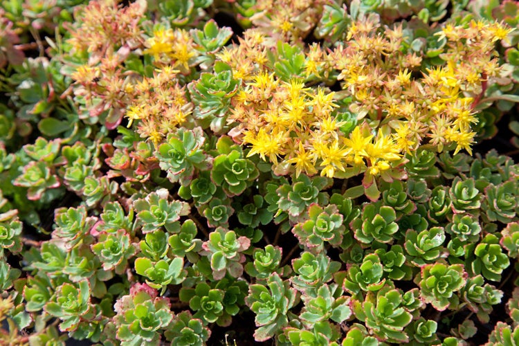 Sedum floriferum 'Weihenstephaner Gold', Fetthenne, gelb, ca. 9x9 cm Topf