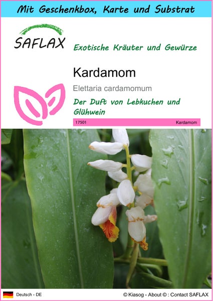 SAFLAX Geschenk Set - Kardamom - Elettaria cardamomum - 20 Samen - Mit Geschenkbox, Versandaufkleber, Geschenkkarte und Anzuchtsubstrat
