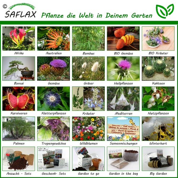 SAFLAX  - Mexikanische Nana Minze - Mentha spicata Nane - 500 Samen