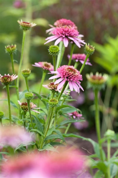 Echinacea purpurea, Sonnenhut, rosa, ca. 9x9 cm Topf