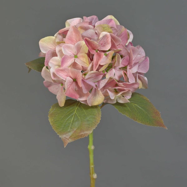 Hortensie am Stiel mit rosa und beigen Blüten und grünen Blättern.