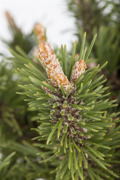 Pinus mugo 'Humpy', Bergkiefer, kompakt, 15–20 cm