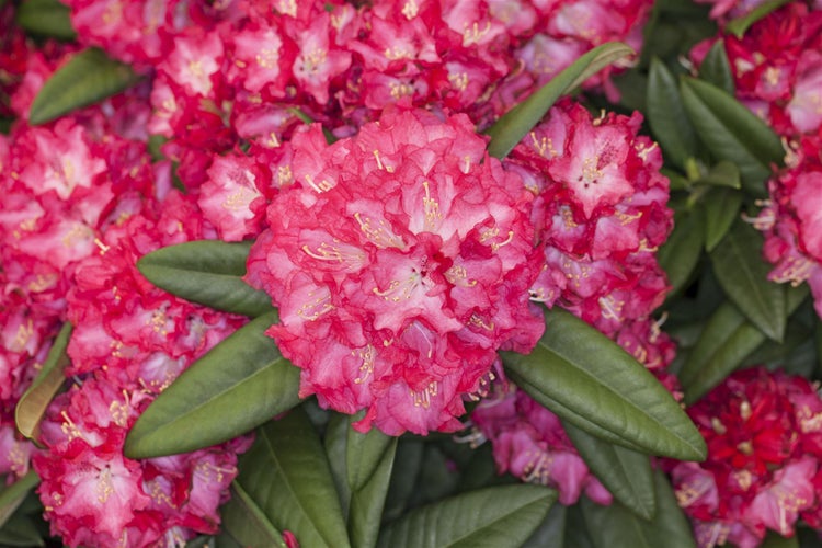 Rhododendron Hybr. 'Nofretete', Rhododendron, rosa Blüten, 30–40 cm