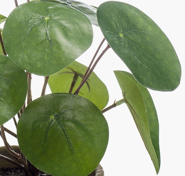 Künstliche Pilea peperomioides mit runden grünen Blättern und dünnen Stielen.