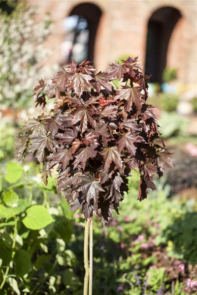 Acer platanoides 'Crimson Sentry', Spitzahorn, rotlaubig, 125 cm Stammhöhe