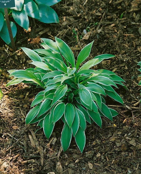 Hosta sieboldii 'Ginko Craig', Funkie, grün-weiß, ca. 11x11 cm Topf