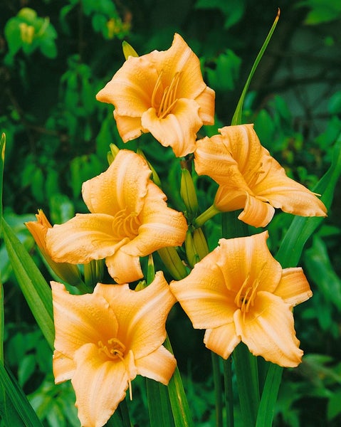 Hemerocallis x cult. 'Frances Fay', Taglilie, rosa, ca. 11x11 cm Topf
