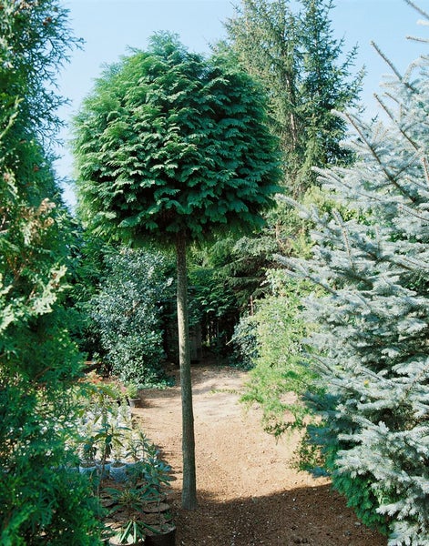 Chamaecyparis lawsoniana 'Globosa', Kugelzypresse, 25–30 cm