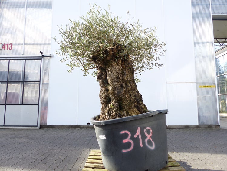 exakt dieser Baum Nr. 318, 180 cm, Olivenbaum, Bonsai, | HORNBACH