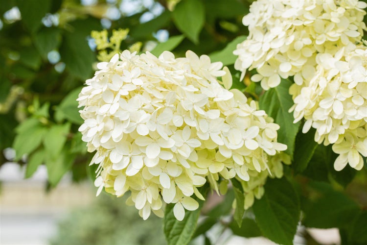Nahaufnahme von weißen Hortensienblüten
