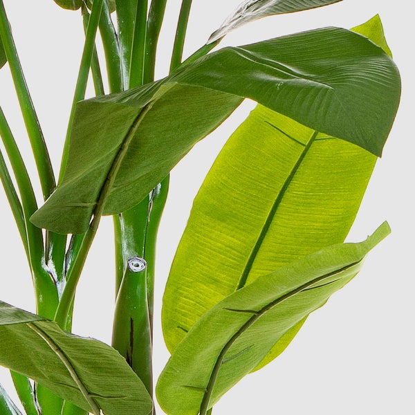 Nahaufnahme eines Kaktus Euphorbia ingens mit grünen Trieben und braunen Areolen.