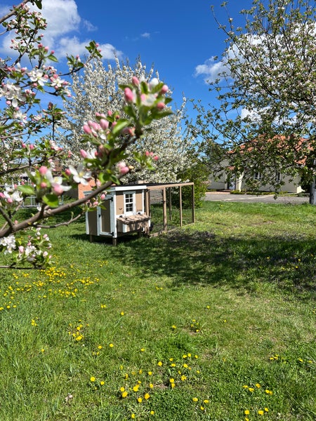 Hühnerauslauf Mitte EZ Chicken Home Beige 5,84m² 208 x 300 x 154 cm hergestellt in EU