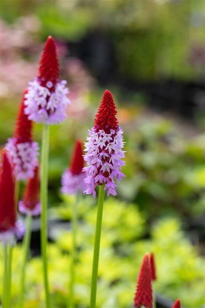 Nahaufnahme von Primelblüten im Garten.
