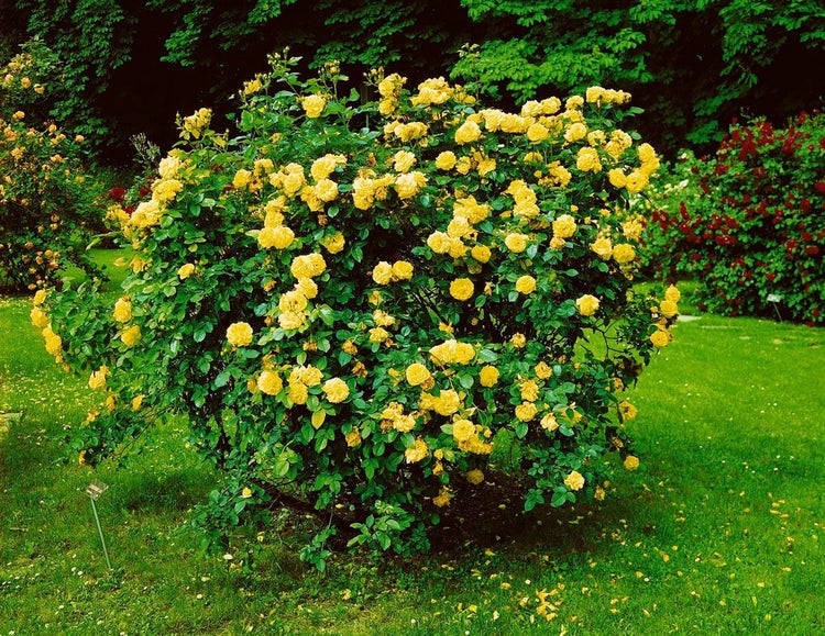 Rosa 'Lichtkönigin Lucia', gelb, ca. 5-7,5 Liter Container