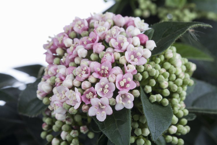 Viburnum tinus, Lorbeer-Schneeball, immergrün, 80–100 cm