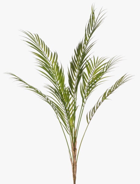 Nahaufnahme einer Goldfruchtpalme Chrysalidocarpus lutescens mit grünen gefiederten Wedeln und dünnen Stielen.