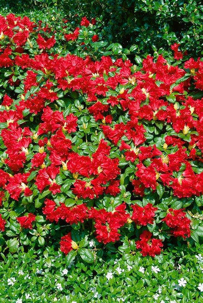 Nahaufnahme von blühenden Rhododendren mit roten Blüten