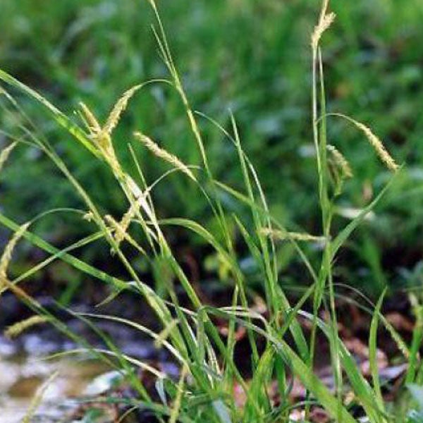 Grasbüschel im Garten