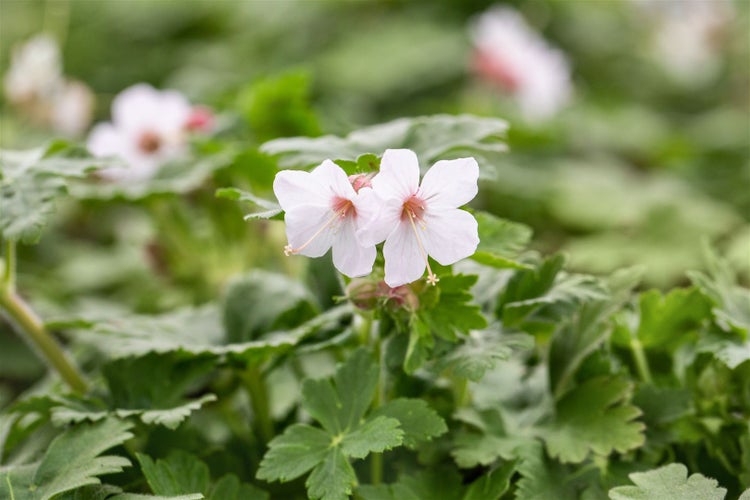 Geranium macrorrhizum 'Spessart', Storchschnabel, weiß-rosa, ca. 9x9 cm Topf