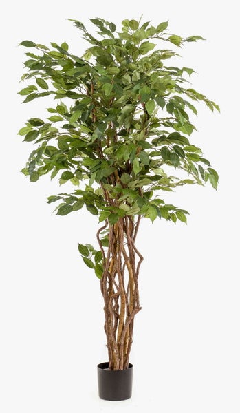 Künstliche Birkenfeige Ficus mit verschlungenem Naturstamm und grünen Blättern in schwarzem Kunststofftopf.
