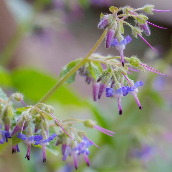 Nahaufnahme einer blühenden Pflanze mit kleinen, violetten Blüten